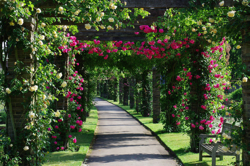 Высокий сад. Плетистые розы Берсо. Роза плетистая аллея. Розы в саду Kew Garden. Берсо аллея роз.