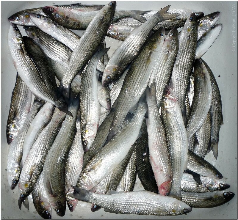 Улов